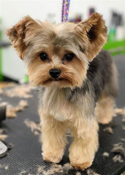 Teddy bear haircut Yorkie