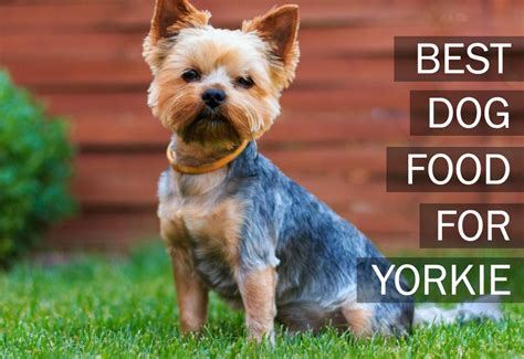 The Best Food For Yorkies