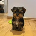 The Best Toys for Yorkshire Terriers’ Playtime