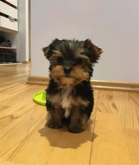 The Best Toys for Yorkshire Terriers’ Playtime