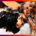 The Birth of Yorkshire Terriers