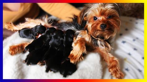 The Birth of Yorkshire Terriers