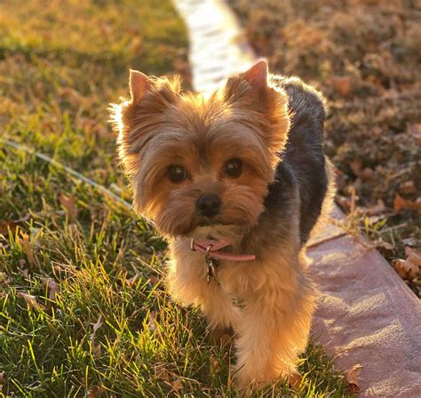 The True Story of Yorkie Evolution