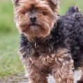 Top 5 Most Common Yorkie Personality Problems