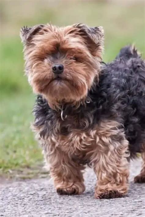 Top 5 Most Common Yorkie Personality Problems