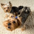 Top 6 Reasons Why Yorkies Are Perfect Apartment Dogs