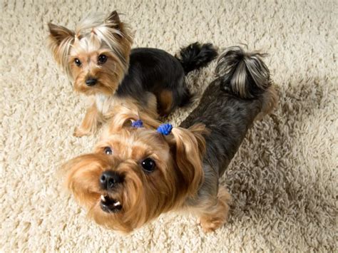 Top 6 Reasons Why Yorkies Are Perfect Apartment Dogs