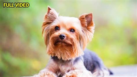 Top 7 Most Endearing Yorkshire Terrier Habits