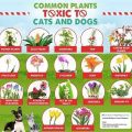 Toxic Plants That Can Harm Yorkies