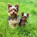 Toy Yorkie Vs Teacup Yorkie