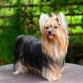 Trace Your Yorkie’s Ancestry