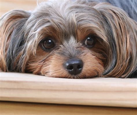 Training Yorkie not to bark