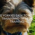 Training Yorkies To Potty Train