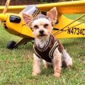 Traveling with Yorkies