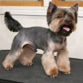 Types Of Haircuts For Yorkies