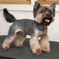 Types Of Yorkie Cuts