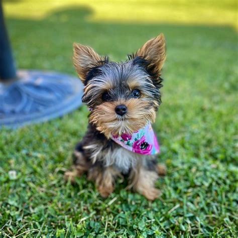 Types Of Yorkies Dogs