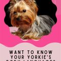 Understanding Yorkie Body Language