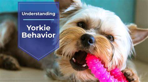 Understanding Yorkie Pack Behavior