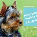 Understanding Your Yorkie’s Body Language