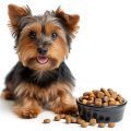 Understanding Your Yorkie’s Food Personality