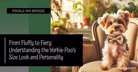 Understanding Your Yorkie’s Night Personality