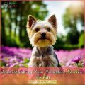 Understanding Your Yorkie’s Protective Nature