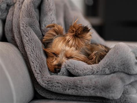 Understanding Your Yorkie’s Sleep Pattern