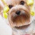 What Are the Best Yorkie Shampoos for Sensitive Skin?