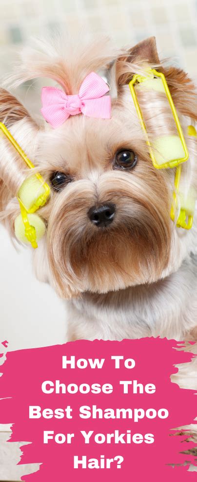 What Are the Best Yorkie Shampoos for Sensitive Skin?