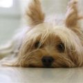 What Causes Dry Skin in Yorkshire Terriers?