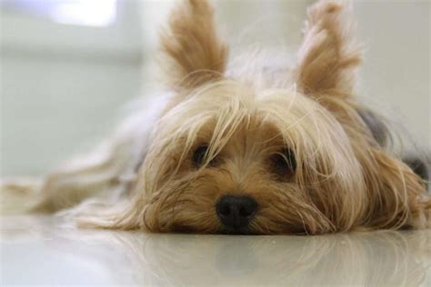 What Causes Dry Skin in Yorkshire Terriers?