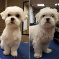 What Is A Puppy Cut