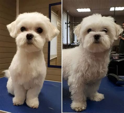 What Is A Puppy Cut