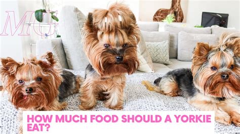 What Should Yorkies Eat