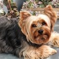 What Yorkshire Terriers Need on Hot Days