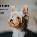 What You Didn’t Know About Yorkshire Terriers’ Size