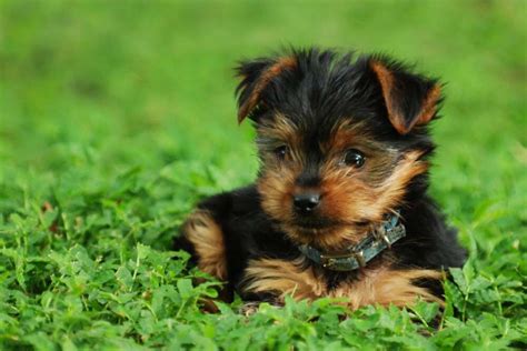 What Your Yorkie’s Barks Mean