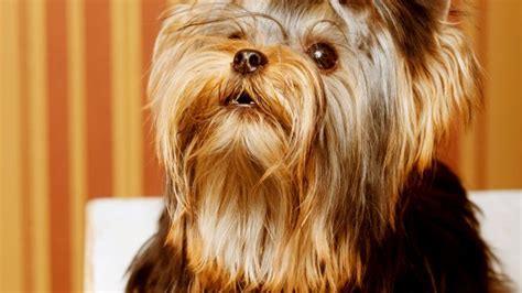 What to Avoid With Yorkshire Terriers in Summer