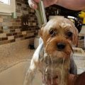 What to Do if Your Yorkie Hates Bath Time?