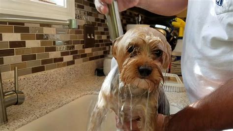 What to Do if Your Yorkie Hates Bath Time?