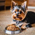 What to Feed Yorkshire Terriers for Optimal Health