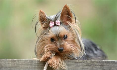 What were Yorkies bred for?