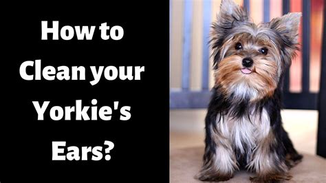 What’s the Right Way to Clean Yorkie Ears?