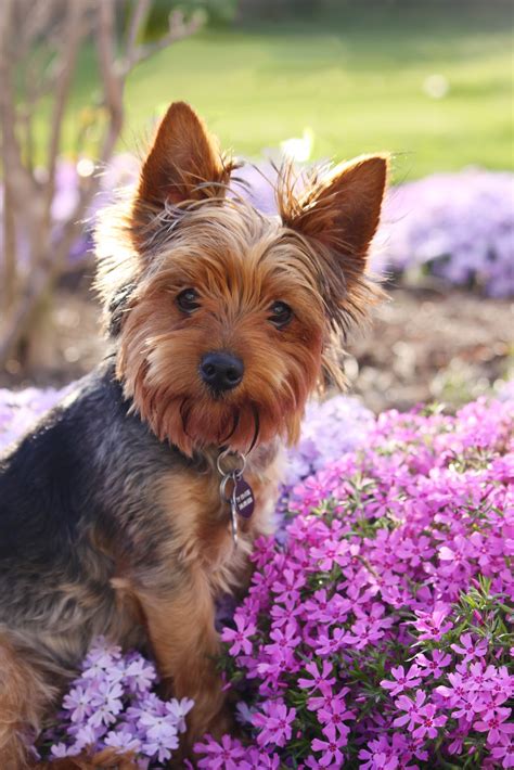 When Did Yorkies Become Lap Dogs?