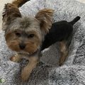 When Did Yorkies Get AKC Recognition?