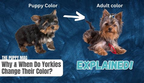 When Do Yorkies Change Color