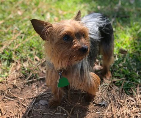 When Do Yorkies Go In Heat