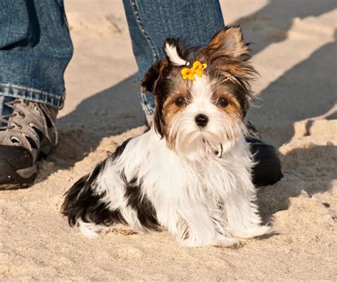 When Does A Yorkie Go Into Heat