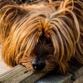 Where Did Yorkshire Terriers Come From?